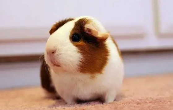 天竺鼠年齡對照表