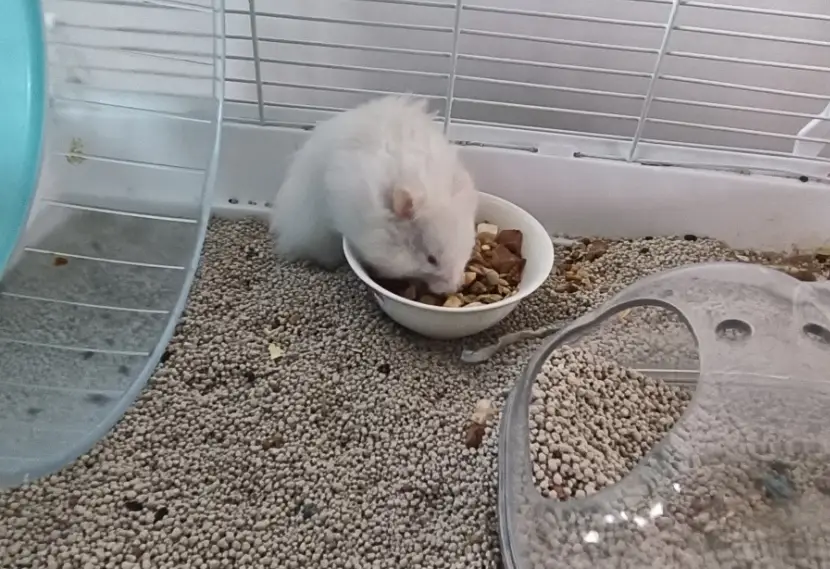 倉鼠籠清潔頻率