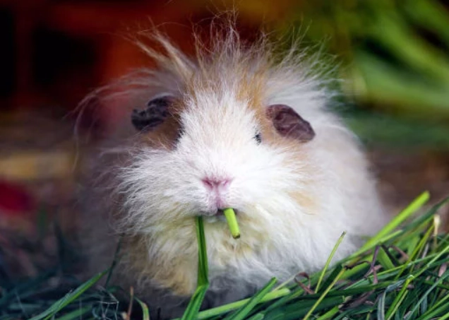 天竺鼠年齡對照表