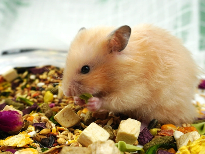 倉鼠喂食頻率