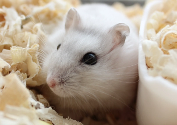 倉鼠飲食時間表