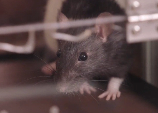 寵物鼠 作息 調整