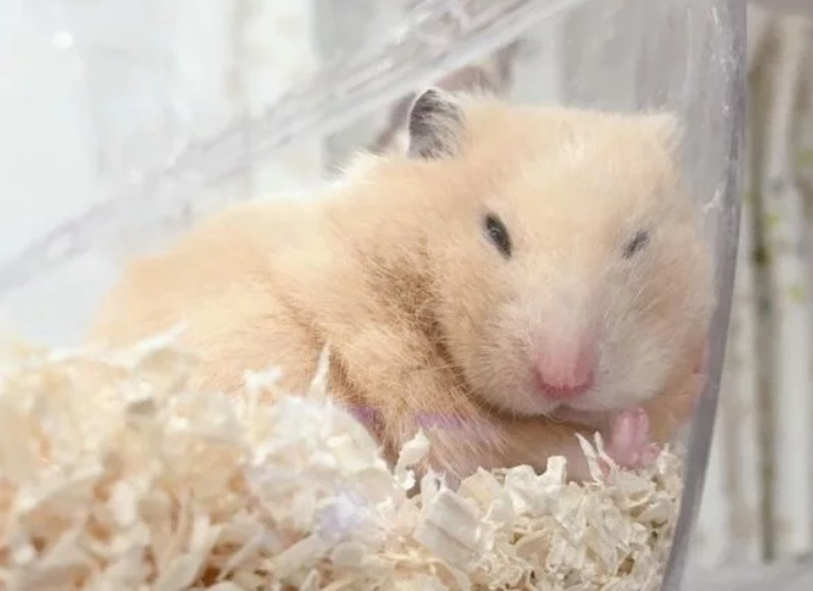 倉鼠一直睡覺