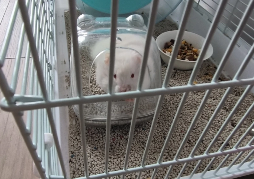 倉鼠籠多久換一次墊料