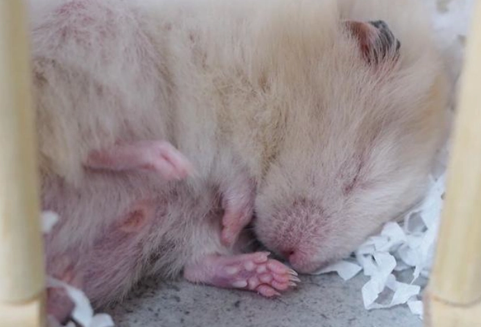 倉鼠突然一直睡