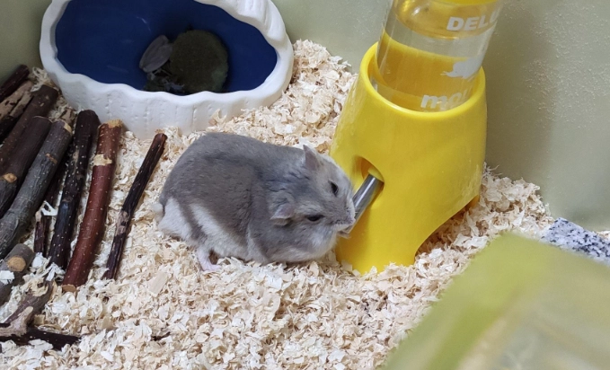 如何清潔倉鼠籠