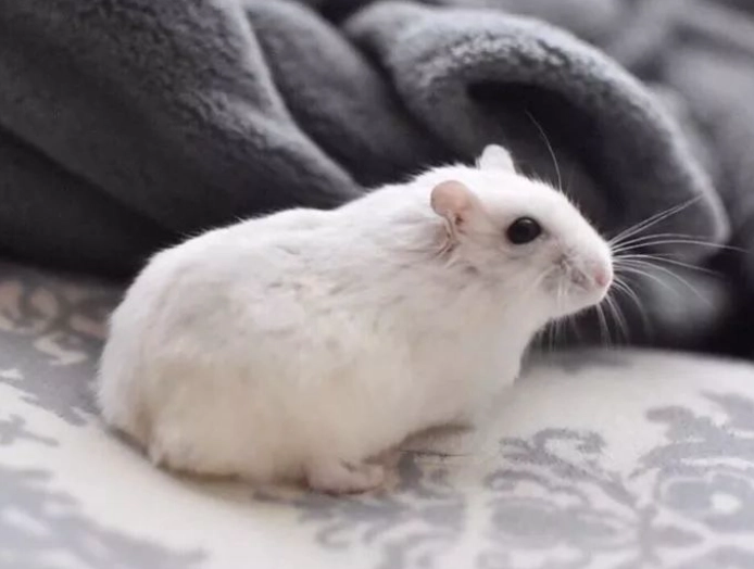 天竺鼠年齡對照表