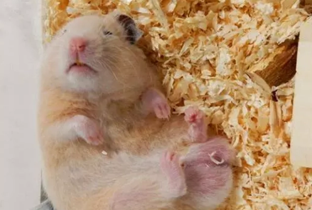 倉鼠一直睡覺