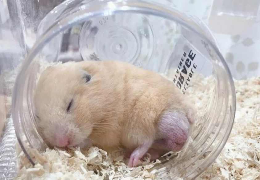倉鼠睡眠時間