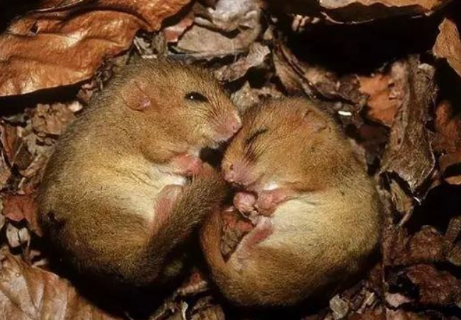 倉鼠 一天 睡 多久