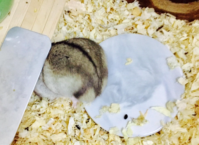 倉鼠嗜睡