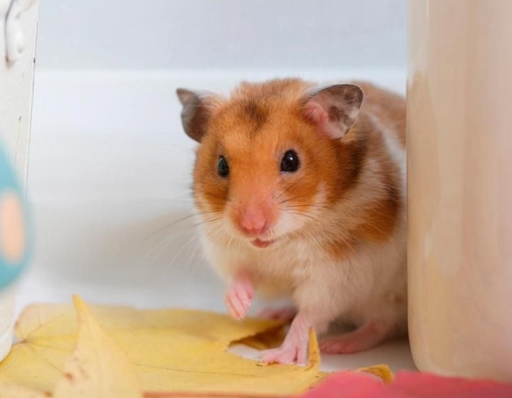 倉鼠籠多久換一次墊料