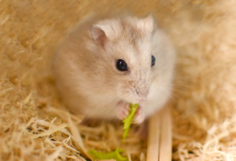 倉鼠飲食時間表