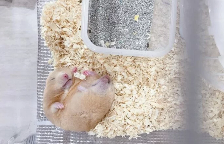 倉鼠健康問題