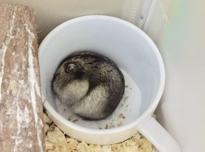 倉鼠嗜睡