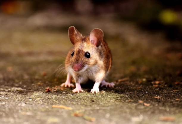 寵物鼠 作息 調整