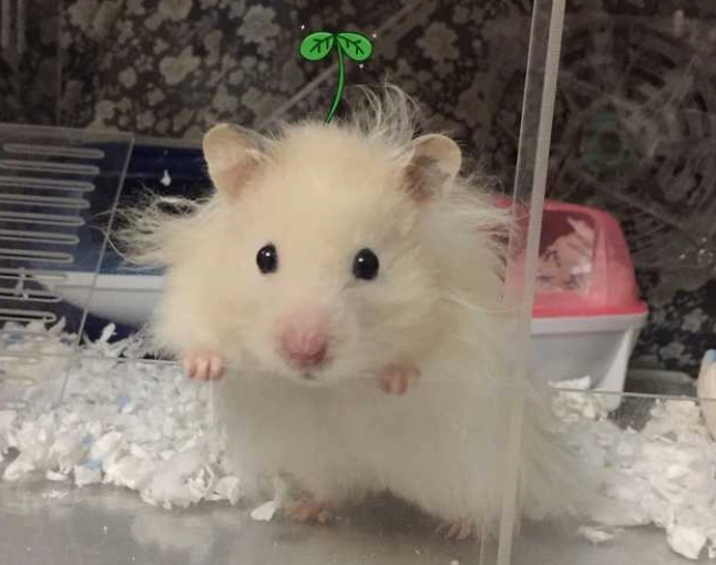 如何清潔倉鼠籠