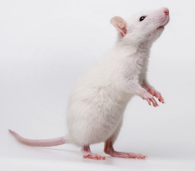 寵物鼠洗澡用品 寵物鼠洗澡用品