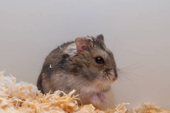 如何照顧短尾侏儒倉鼠 如何照顧短尾侏儒倉鼠