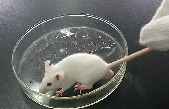 倉鼠洗澡頻率 倉鼠洗澡頻率