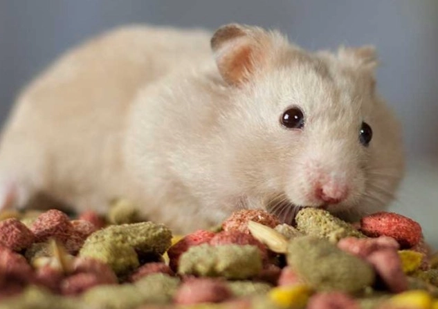 倉鼠零食安全