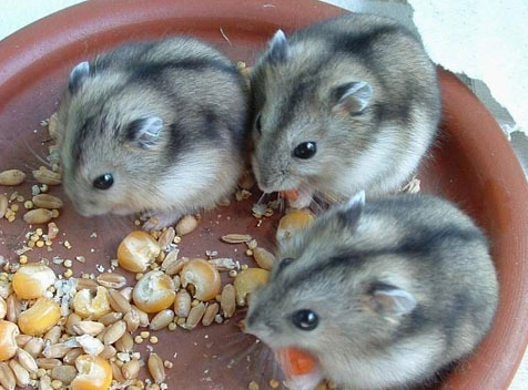 如何照顧短尾侏儒倉鼠 如何照顧短尾侏儒倉鼠