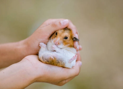 倉鼠壽命影響因素 倉鼠壽命影響因素