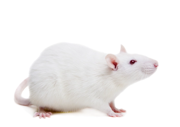 寵物鼠洗澡用品 寵物鼠洗澡用品