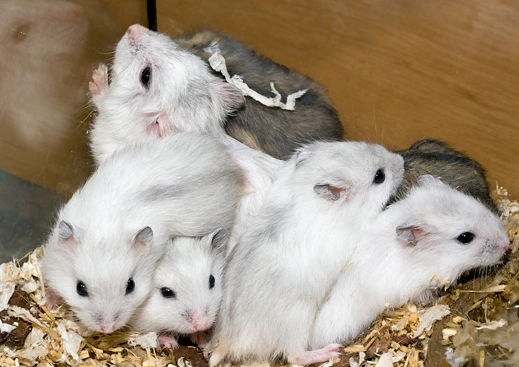 倉鼠壽命影響因素 倉鼠壽命影響因素