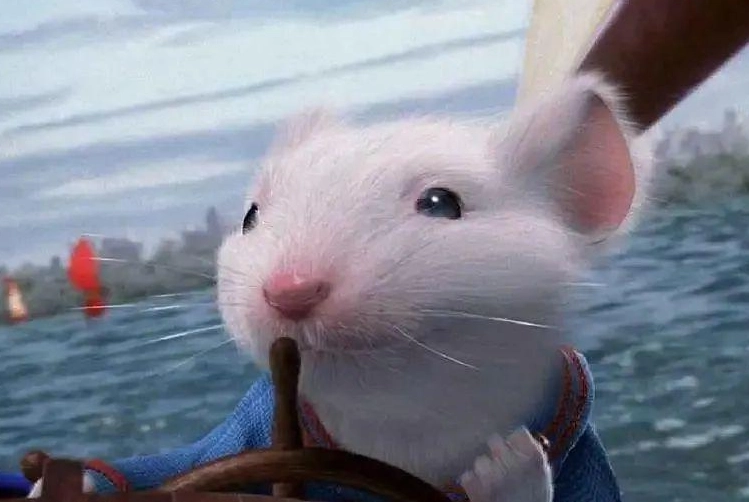 寵物鼠洗澡用品 寵物鼠洗澡用品