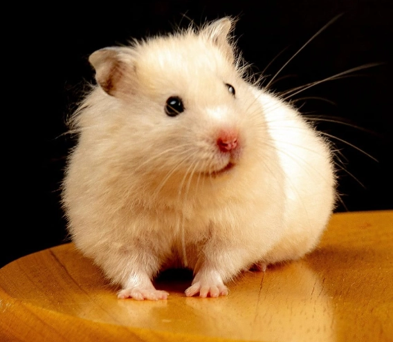 黃金鼠很兇怎麼辦