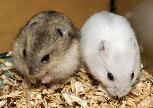 如何照顧短尾侏儒倉鼠 如何照顧短尾侏儒倉鼠