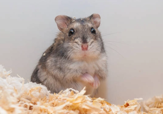 倉鼠壽命影響因素 倉鼠壽命影響因素