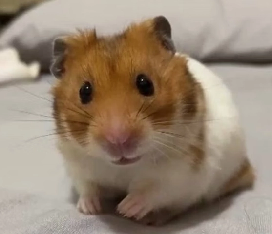 黃金鼠壽命 黃金鼠壽命