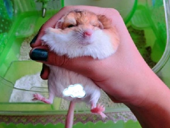 通心粉鼠飼養 通心粉鼠飼養