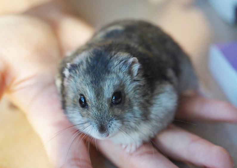 倉鼠生病症狀 倉鼠生病症狀