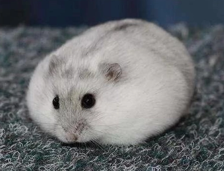 倉鼠呼吸起伏大原因 倉鼠呼吸起伏大原因