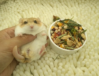 倉鼠咬人處理 倉鼠咬人處理