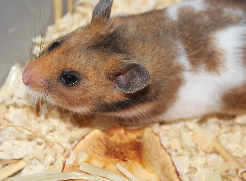 黃金鼠年齡計算 黃金鼠年齡計算