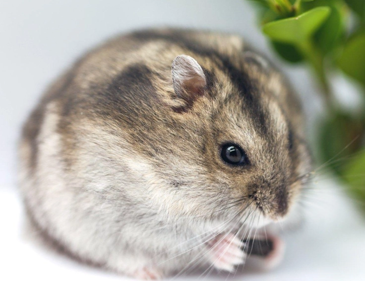 倉鼠呼吸起伏大原因 倉鼠呼吸起伏大原因