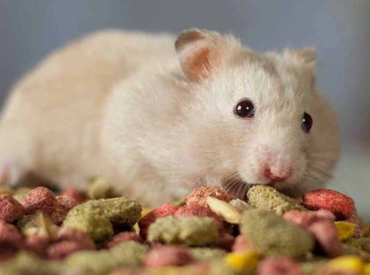 倉鼠呼吸起伏大是正常還是生病？獸醫解析原因與緊急處理方法