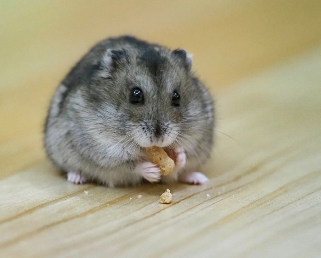 倉鼠呼吸急促 倉鼠呼吸急促