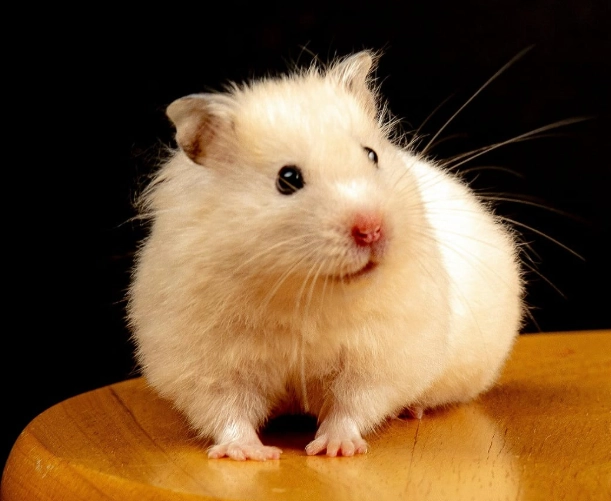 黃金鼠壽命 黃金鼠壽命