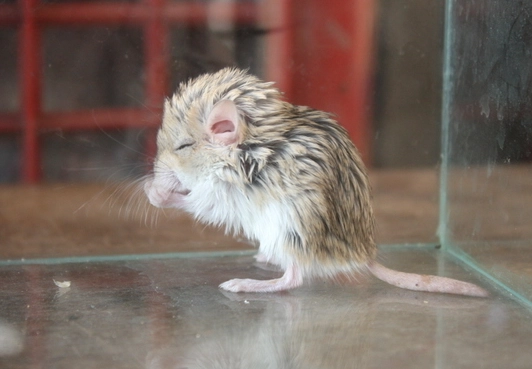 倉鼠飼料推薦 倉鼠飼料推薦