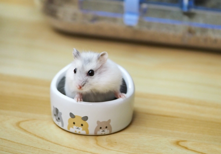 倉鼠濕尾症 倉鼠濕尾症