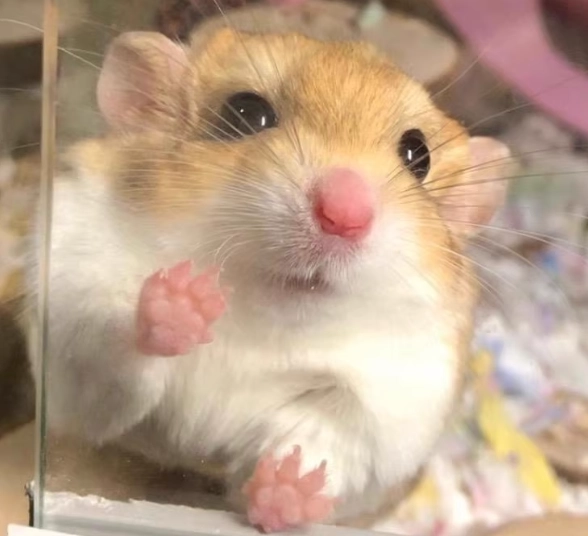 倉鼠咬人處理 倉鼠咬人處理