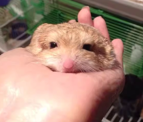 通心粉鼠飼養 通心粉鼠飼養