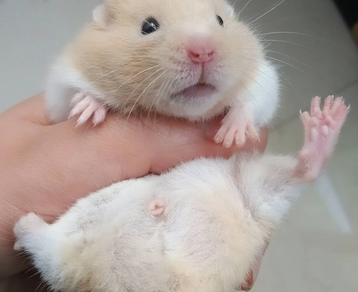 倉鼠毛濕濕的 處理 倉鼠毛濕濕的 處理