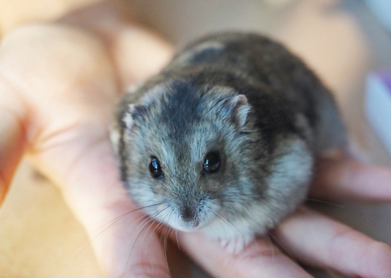 倉鼠飼料推薦 倉鼠飼料推薦