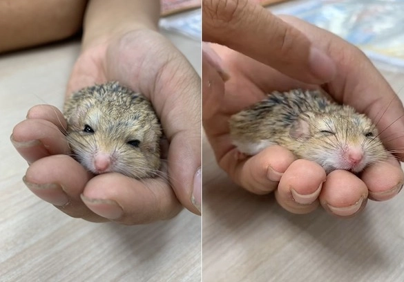 倉鼠毛濕濕的 處理 倉鼠毛濕濕的 處理